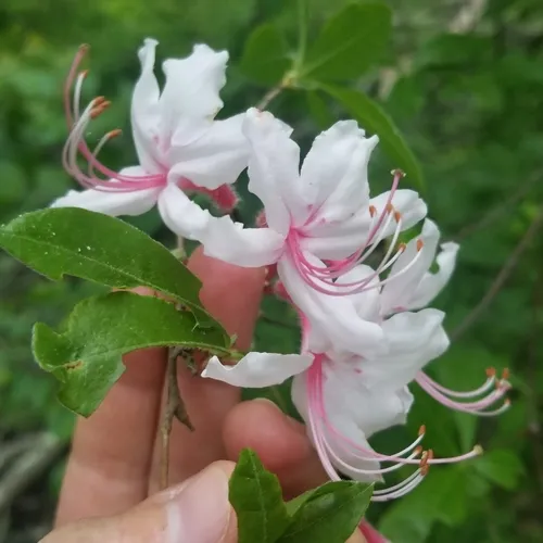 Pinxter Flower