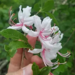 Pinxter flower