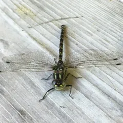 Harlequin Darner thumbnail 1