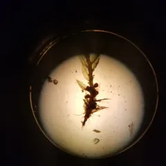 Crimson-tuber Bryum thumbnail 2