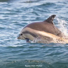 Atlantic White-sided Dolphin thumbnail 2
