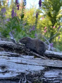 Creeping Vole thumbnail 1