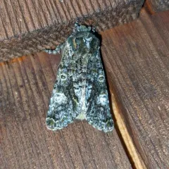 Grote's Sallow thumbnail 4