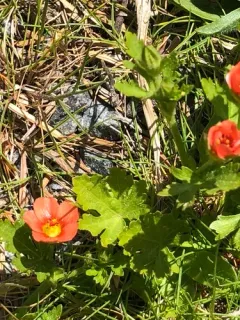 Carolina Bristlemallow thumbnail 3