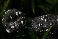 Amphichorda felina thumbnail 3
