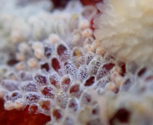 Ribbed Bryozoan