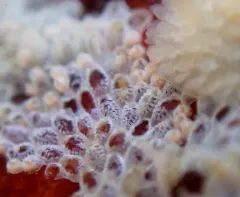 Ribbed Bryozoan thumbnail 1