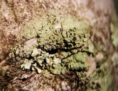 Rinodina freyi thumbnail 1