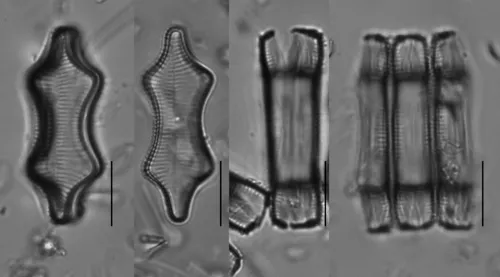 Fragilariforma constricta