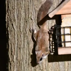 Southern Flying Squirrel thumbnail 2
