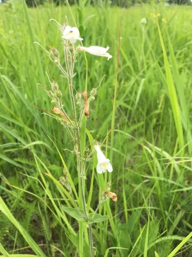 pale beardtongue