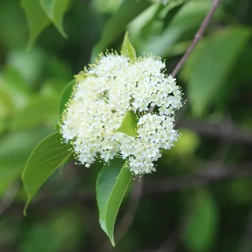 nannyberry