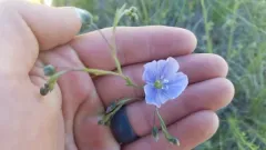 Meadow Flax thumbnail 4