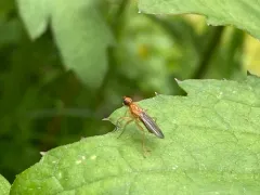 Bucephalina amans thumbnail 2