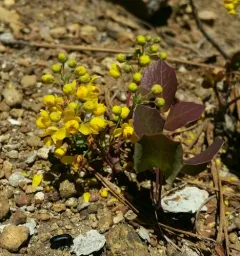 Pygmy Oregon Grape thumbnail 3