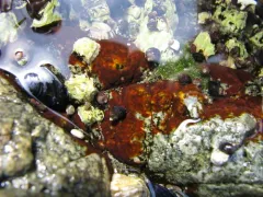 rusty rock thumbnail 4