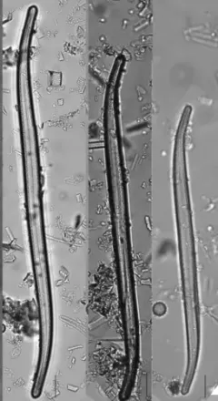 Iconella curvula thumbnail 2