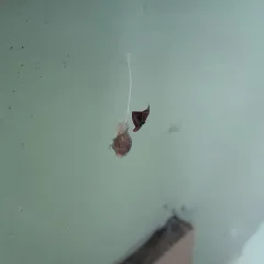 Horned Parasitic Cobweaver thumbnail 2