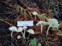 Leucocybe candicans thumbnail 2