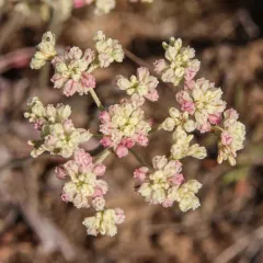Blue Mountain Buckwheat thumbnail 3