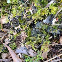 Blacksaddle pelt lichen thumbnail 4