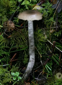 Lyophyllum aemiliae thumbnail 2