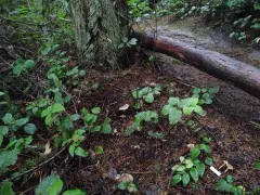 Tricholoma aurantio-olivaceum thumbnail 3