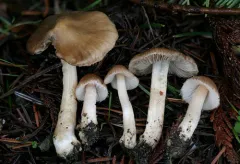 Inocybe oetziana thumbnail 3