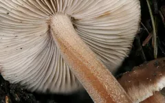 Inocybe assimilata thumbnail 1