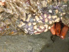 Discophyton rudyi thumbnail 1