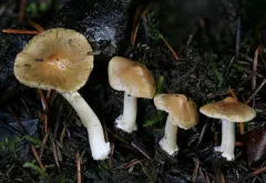 Inocybe occulta thumbnail 2