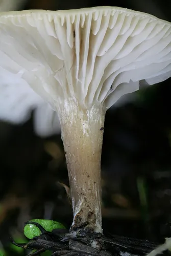 mealy funnel