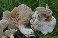 Ivory Funnel thumbnail 2