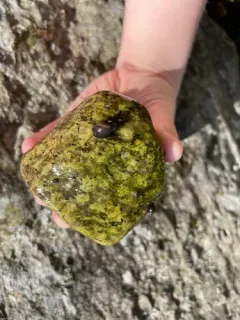 Mimic Lymnaea thumbnail 3
