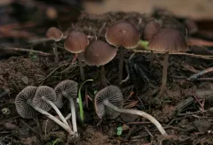 Psathyrella alluviana thumbnail 3