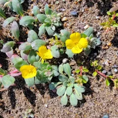 beach suncup thumbnail 4