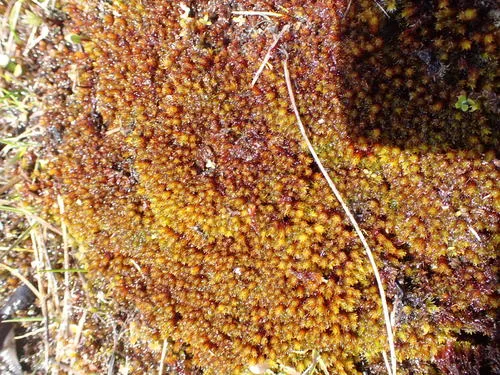 Racomitrium molle