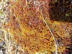Racomitrium molle thumbnail 1