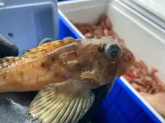 Threadfin Sculpin thumbnail 4