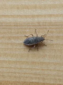 False Chinch Bug thumbnail 2