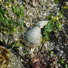 Nuttall's Cockle thumbnail 3