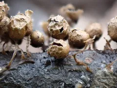 Polyschismium peyerimhoffii thumbnail 1