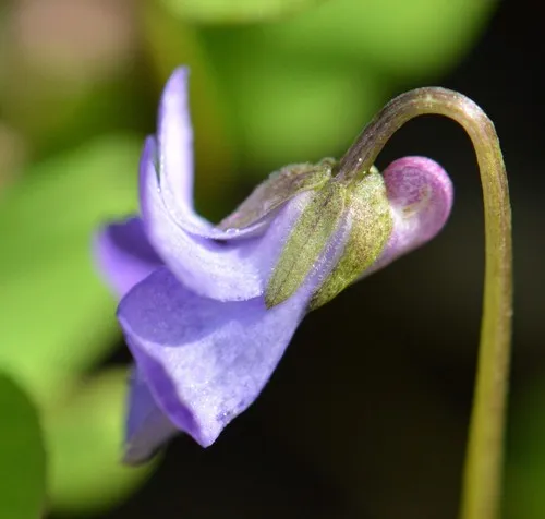 Howell's violet