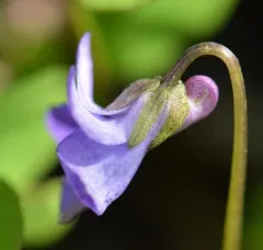 Howell's violet thumbnail 1