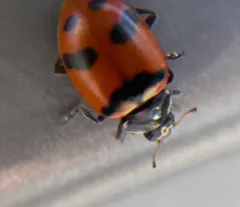 American Five-spotted Lady Beetle thumbnail 1
