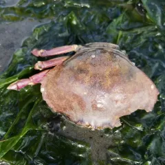 Graceful Rock Crab thumbnail 4
