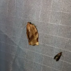 Broken-banded Leafroller Moth thumbnail 2