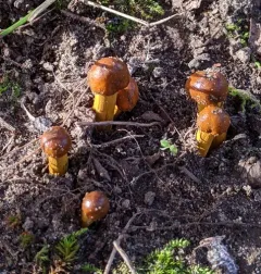 Tolypocladium longisegmentatum thumbnail 4