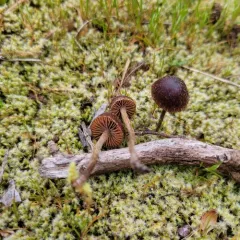 mountain moss deconica thumbnail 2