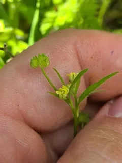 pubescent-fruited buttercup thumbnail 2